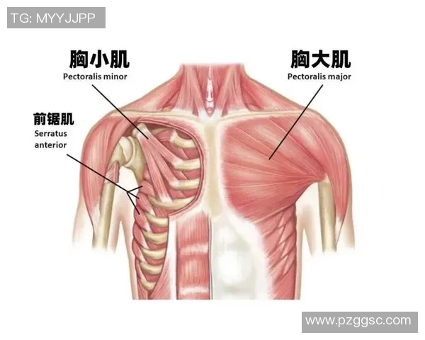 掌握哑铃飞鸟动作要领提升胸部肌肉效果的全面指南